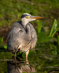Ein Graureiher auf Beutezug im seichten Gewässer