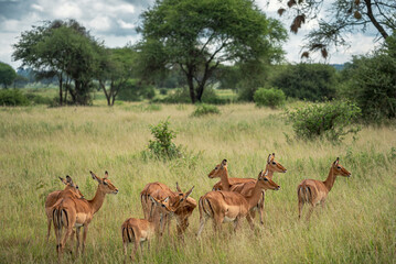 Eine Herde Impala, eine Gattung der afrikanischen Antilope, steht im hohen Gras der Savanne im...