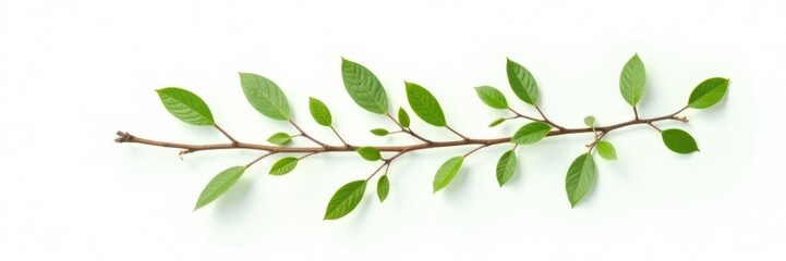 Fototapeta premium A single branch with small leaves on a white background, small leaves, isolated