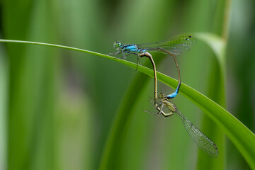 Pechlibellenpaarung auf einem Halm