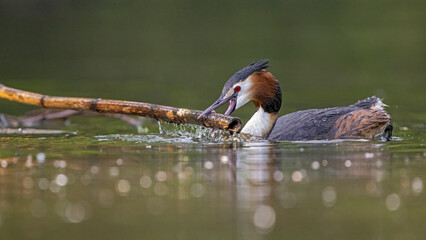 Haubentaucher quält sich mit einem langem Ast beim Nestbau