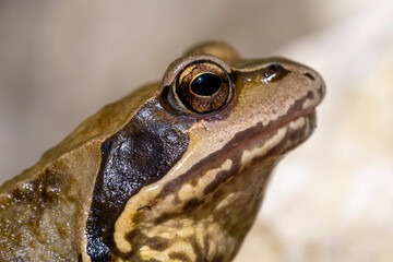 Tierportrait von einem Grasfrosch