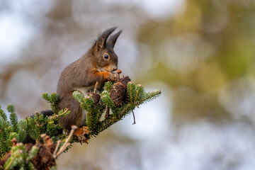 Eichhörnchen frisst morgens die Zapfen einer Korea-Tanne