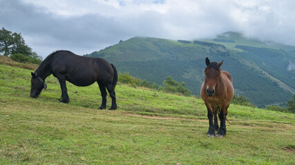 Fototapeta premium Two horses grazing peacefully on a green hillside with a backdrop of misty mountains.