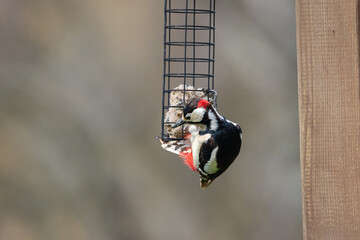 A male, Great spotted woodpecker (Dendrocopos major) perched on a tree branch searching for food.