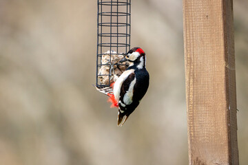 A male, Great spotted woodpecker (Dendrocopos major) perched on a tree branch searching for food.