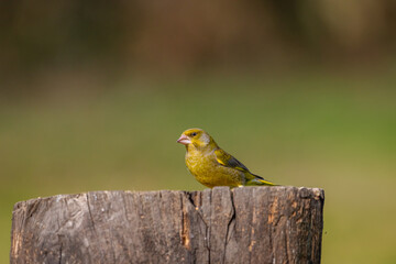 A juvenile, European Greenfinch ( Chloris chloris) perched on a tree branch with a blurred background.