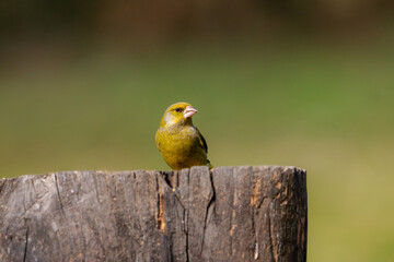 A juvenile, European Greenfinch ( Chloris chloris) perched on a tree branch with a blurred background.