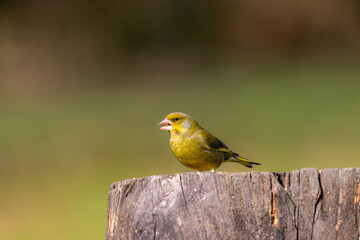 A juvenile, European Greenfinch ( Chloris chloris) perched on a tree branch with a blurred background.