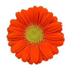 Orange flower of Gerbera isolated on white background with clipping path. Floral design element for cards, invitations, posters.