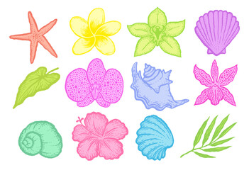 Exotic flowers and seashells bright decorative sketches set. Ink hand drawn color vector illustration on white background.