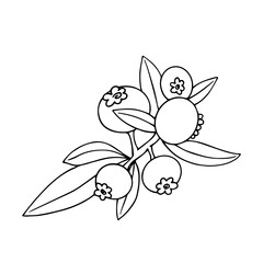 Line sketch,contour of wild blueberries.Vector graphics.