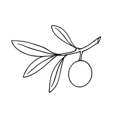 Line sketch, coloring branches with olives berries. Vector graphics.