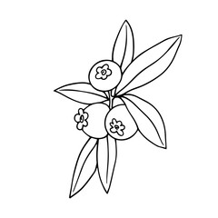 Line sketch,contour of wild blueberries.Vector graphics.
