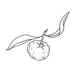 Line sketch, citrus fruit mandarin outline. Vector graphics.