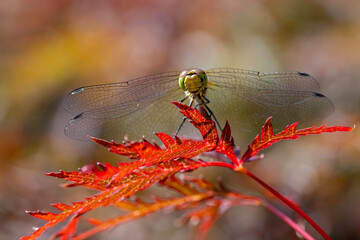 Große Heidelibelle sitzt im Spätsommer auf einem Fächerahorn