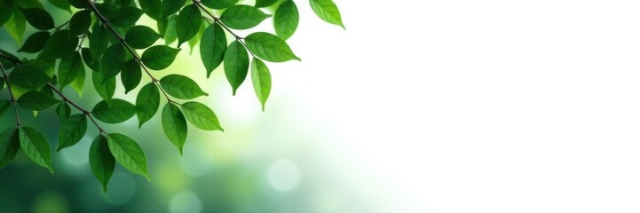 Fototapeta premium Dense foliage with leaves and branches isolated on white background, greenery, background, minimalist