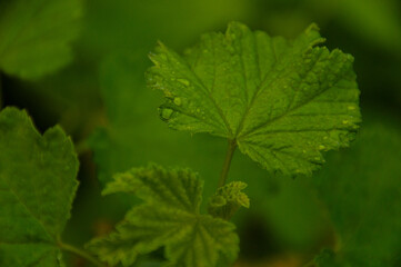 Lush Currant leaves with glistening dew droplets, showcasing nature's beauty and freshness. The vibrant green foliage creates a peaceful, tranquil ambiance, representing ecological tranquility.