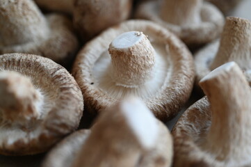 Close-up of grey shiitakes, close-up of the texture of the mushroom plates, close-up of mushrooms...