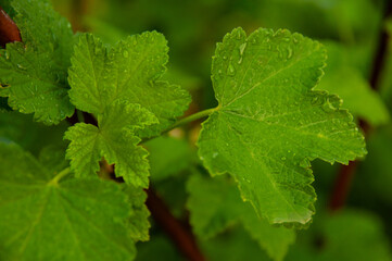 Lush Currant leaves with glistening dew droplets, showcasing nature's beauty and freshness. The vibrant green foliage creates a peaceful, tranquil ambiance, representing ecological tranquility.