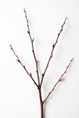 Fototapeta premium Isolated branches on white background with subtle texture, simplicity, nature, minimalist