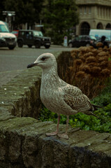 seagull on a rock