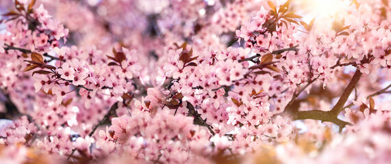 Flowering tree, cherry branch in blooming, selective and soft focus on flowers