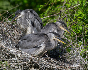 Graureiherjungtiere im Nest