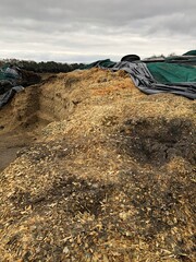 Maize silage clamp with areas of poor sealing and consolidation on a dairy farm in North Yorkshire, England, United Kingdom