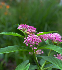 The profusion of lavender-pink flowers in midsummer are extremely fragrant, and bloom over an extended period of time from mid to late summer. Many pollinators benefit from the prolific flowering. 