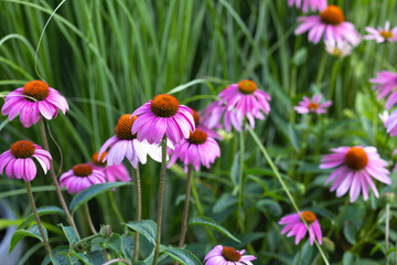 Multiple pink coneflowers:The flower’s daisy-like pink petals radiate symmetrically around the...