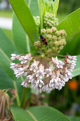 Milkweed bugs are more of a nuisance than a threat. The profusion of lavender-pink flowers in midsummer are extremely fragrant, and bloom over long period. 