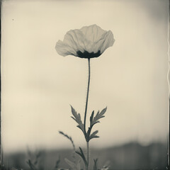Single Icelandic poppy plant