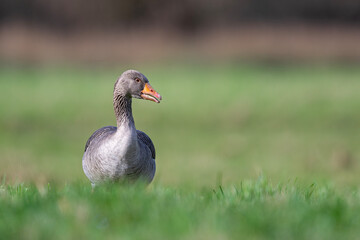 Fototapeta premium Graugans in den Ruhrwiesen