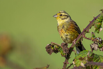 Goldammer auf Brombeerstrauch