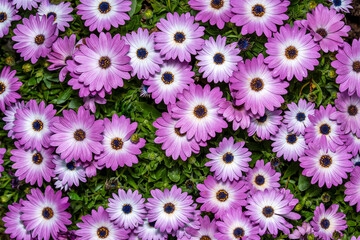 Beautiful purple African daisies in full bloom in a lush garden. Its scientific name is Osteospermum fruticosum.