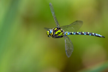 Mosaikjungfer im Flug