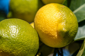 Ripe and Unripe Lemons on a Tree