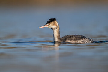Haubentaucher schwimmt auf einem Teich