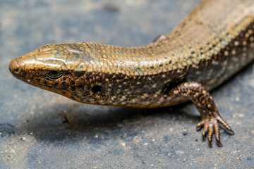 Close-up of a brown skink on rocky ground. Its scientific name is Chalcides sexlineatus. Canary endemism exclusive of the island of Gran Canaria.