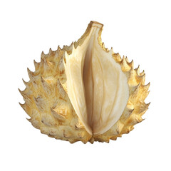 Opened Durian fruit revealing creamy interior exotic fruit texture and vibrant colors