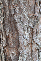 Close up Macro texture of Pine tree bark 