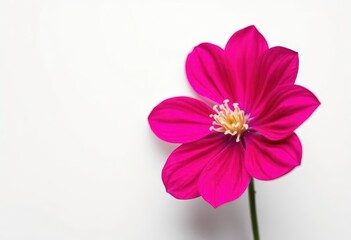 A single vibrant bloom, petals perfectly formed, against a pure white backdrop, orange, beautiful