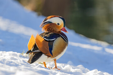 Mandarinente im Schnee