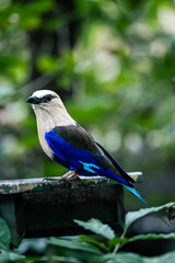 Fototapeta premium Blue-bellied roller (Coracias cyanogaster) on a bird feeder