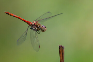 Große Heidelibelle im Anflug auf einen Pflanzenstängel