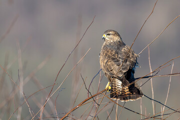 Mäusebussard auf einem Zweig