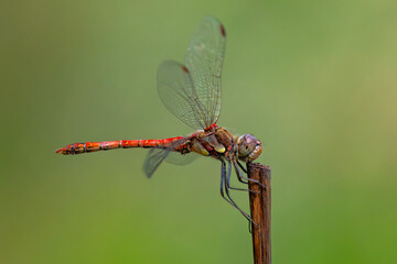 Große Heidelibelle stößt bei der Landung mit dem Maul gegen den Pflanzenstängel