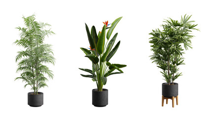 Indoor Exotic Plants Decoration Transparent Background