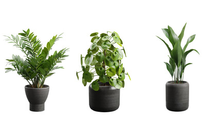 Obraz premium Indoor Exotic Plants Decoration Transparent Background